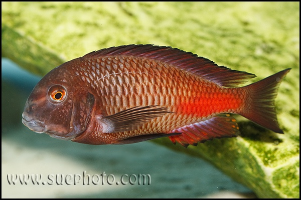 Tropheus sp. 'red' Cape Kipimbi